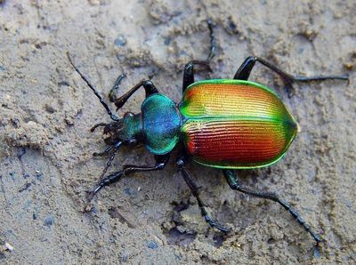 Waspada Saat Bertemu Serangga Kecil Ini di Jalan, Jangan Asal Pegang