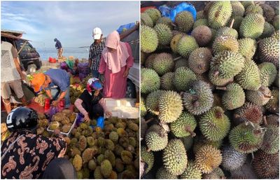 Parepare Banjir Durian, Cuma Bawa Rp5 Ribu Udah Bisa Nikmati Legitnya Si Raja Buah