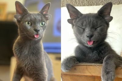 Kucing Bernama Midas Ini Jadi Seleb Cat karena Punya 4 Telinga