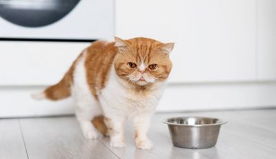 Ini Dia Rekomendasi Makanan Kucing Murah dan Berkualitas, Catlovers Wajib Simak!