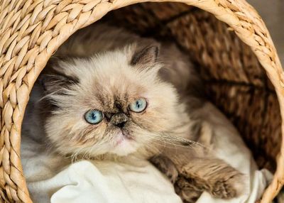 Ini Dia 4 Fungsi Kumis pada Kucing, Catlovers Wajib Simak!