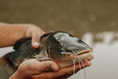 9 Jenis Umpan yang Disukai Ikan Lele, Ada Umpan Untuk Galatama!