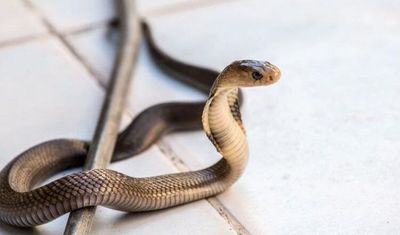 Waspada! Ular Bisa Masuk Rumah Lewat 7 Tempat Ini, Segera Periksa!