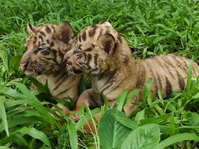 Wow, Tepat Momen Lebaran 2024 Ada 3 Bayi Harimau Menggemaskan Lahir di Solo Safari