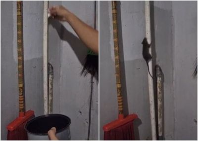 Viral Netizen Ngeprank Tikus karena Sering Diganggu, Paniknya si Tikus Bikin Ngakak!