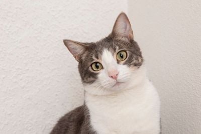 Simak 4 Cara untuk Pastikan Kucing Kesayanganmu Tidak Kegemukan!