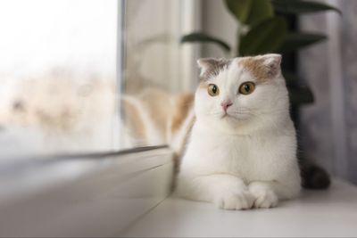 7 Hal yang Tidak Disukai Kucing, Cat Lovers Wajib Tahu!