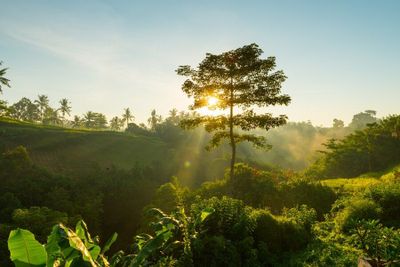 7 Puisi Singkat Tentang Alam yang Penuh Makna
