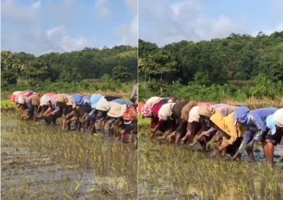Momen Ibu-ibu Petani ini Menanam Padi dengan Gerakan yang Unik