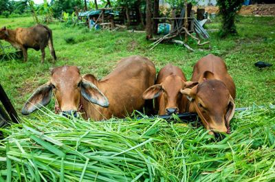 5 Syarat Hewan Kurban Sapi dan Kambing yang Sah sesuai Sunnah