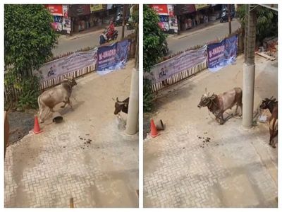 Viral Sapi Kurban Ngamuk hingga Rusak 3 Motor di Pondok Aren