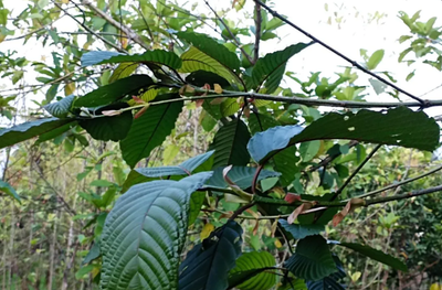 4 Manfaat Kratom dan Efeknya, Tumbuhan yang Dibahas Presiden Jokowi bersama Para Menteri