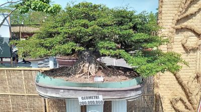 Fantastis! Ada Bonsai Seharga Rp200 Juta di Pameran Boyolali