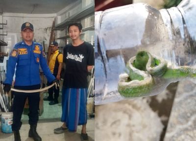 Dalam 24 Jam, Petugas Damkar Jember Amankan 3 Ular Berbisa dari RUmah Warga Termasuk Kobra Jawa