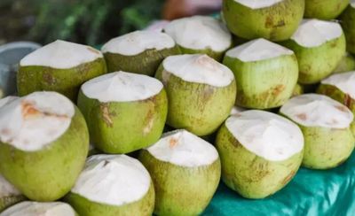 Kenalan sama Pohon Kelapa: Tumbuhan dengan Manfaat Tak Terbatas!