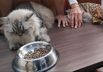 Bulu Kucing Peliharaan Rontok dan Alami Sulit Buang Air Kecil , Ini Solusinya
