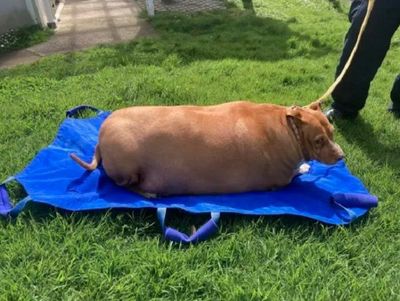 Wanita Ini Dipenjara karena Kasih Makan Anjing Peliharaannya Sampai Kegendutan