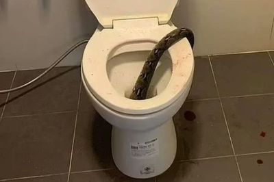 Viral, Kemaluan Pria Ini Digigit Ular Piton Besar saat BAB di Toilet hingga Berlumuran Darah