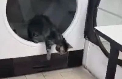 9 Nyawa! Kucing Selamat Setelah Terjebak di Mesin Pengering Pakaian Selama 10 Menit