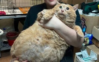 Kucing Gendut BB 17 Kg Sampai Tidak Bisa Jalan, Terpaksa Jalani Diet Khusus