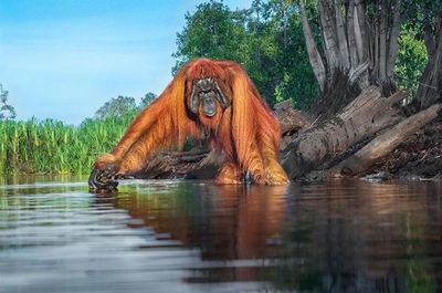 Foto Orangutan di Kalimantan Hasil Jepretan Fotografer Asal India Ini Berhasil Menangkan World Nature Photography Award 2020