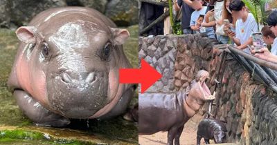 Sisi Gelap Moo Deng di Thailand Picu Perdebatan Panas, Ada Apa?