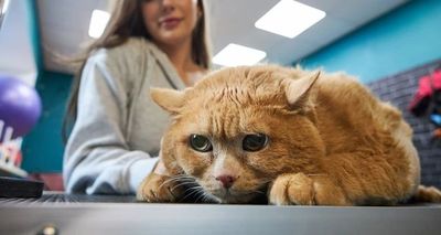 Aksi Lucu Kucing Gemuk Tersangkut di Rak Sepatu saat Berusaha Kabur dari Program Diet