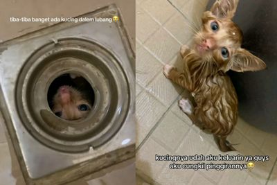 Viral, Seekor Anak Kucing Terjebak di Saluran Air Kamar Mandi Diselamatkan Wanita Cantik, Bikin Haru Warganet!