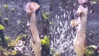 Momen Langka Kuda Laut Jantan Melahirkan Ratusan Anak Viral di Media Sosial