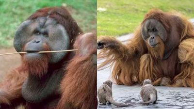 Kisah Ken Allen: Orang Utan Houdini yang Paling Jenius di Kebun Binatang San Diego