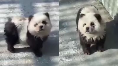 Kebun Binatang di China Dikritik Setelah Ketahuan Mengecat Anjing Agar Mirip Panda