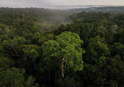 17 Caption Singkat Tentang Hutan: Simpel, Keren, dan Penuh Makna