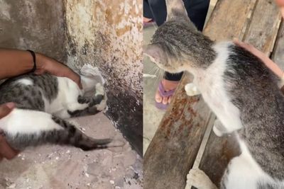 Viral, Aksi Dramatis Pemuda Berhasil Selamatkan Kucing Hamil yang Terjebak di Lubang Tembok