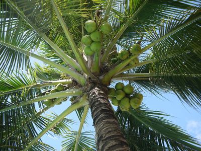 Dijuluki Punya Seribu Manfaat, Berikut Fakta Menarik Seputar Pohon Kelapa