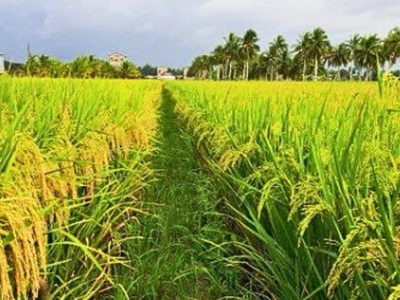 Teknik Ladang Gilir Balik Masyarakat Dayak Kenyah di Long Leso, Bukan Sekadar Bertani