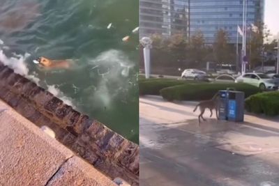 Viral, Aksi Heroik Seekor Anjing Rela Nyebur Ke Laut Demi Pungut Sampah, Netizen : Malu Woy yang Buang Sampah Sembarangan!