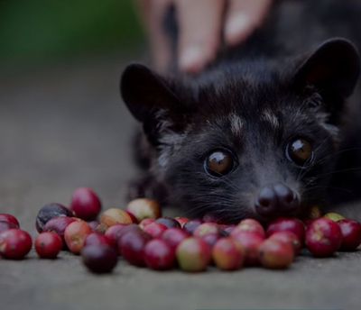 Ternyata Begini, Proses Bikin Biji Kopi Luwak Tanpa Gunakan Hewan Luwak