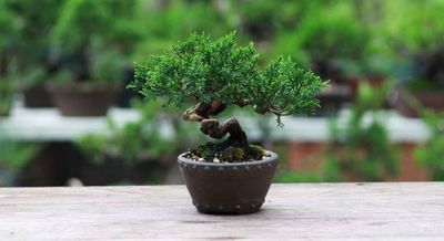 Bonsai: Seni Miniatur Pohon yang Memupuk Kesabaran dan Harmoni