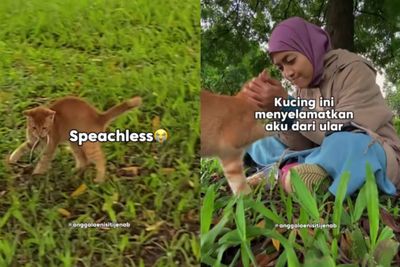 Viral, Kucing Selamatkan Wanita dari Ancaman Ular: Aksi Heroik si Oren Bikin Warganet Kagum