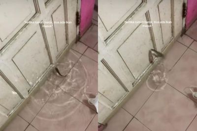 Viral! Ikan 'Pintar' Terjebak di Dalam Rumah saat Banjir, Berusaha Dobrak Pintu untuk Keluar