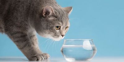 5 Cara Picu Kucing Minum Cukup Air: Gak Perlu Bingung Lagi jika Anabul Kamu Ogah Minum
