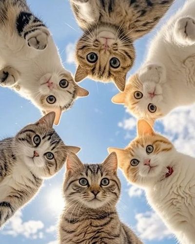 Ini Jenis Kucing yang Cocok Sesuai Zodiak Kamu!