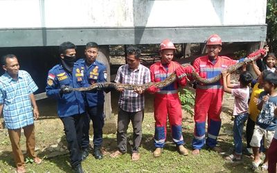 Tim Damkar Kota Jambi Evakuasi Ular Sanca 4 Meter dari Atap Rumah Warga
