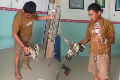 Viral! Aksi Pasien Tangkap Ayam Diruang Perawatan Dengan Kondisi Tangan Diinfus
