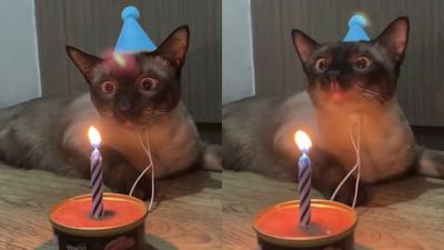 Kucing Ini Terharu Banget Saat Ulang Tahunnya Dirayakan, Ekspresinya Bikin Hati Meleleh!
