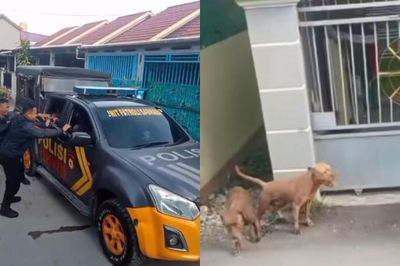 Aksi Lucu Polisi Lari Masuk ke Mobil untuk Hindari Pitbull Lepas, Bikin Netizen Ngakak