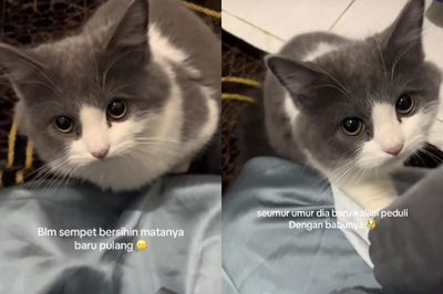 Viral, Kucing Abu-Abu Ikut Sedih saat Lihat Pemiliknya Menangis usai Salat