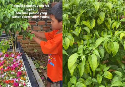 Viral Cucu Petik Cabai di Makam Kakek, Netizen: Sampai Mati Pun Laki-laki Harus Menafkahi Keluarga