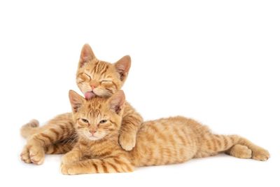 30 Ide Nama Kucing Oren Jantan dan Betina yang Bikin Gemas