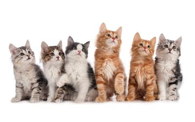 4 Hal yang Dipertimbangkan Kucing saat Memilih Manusia Favoritnya